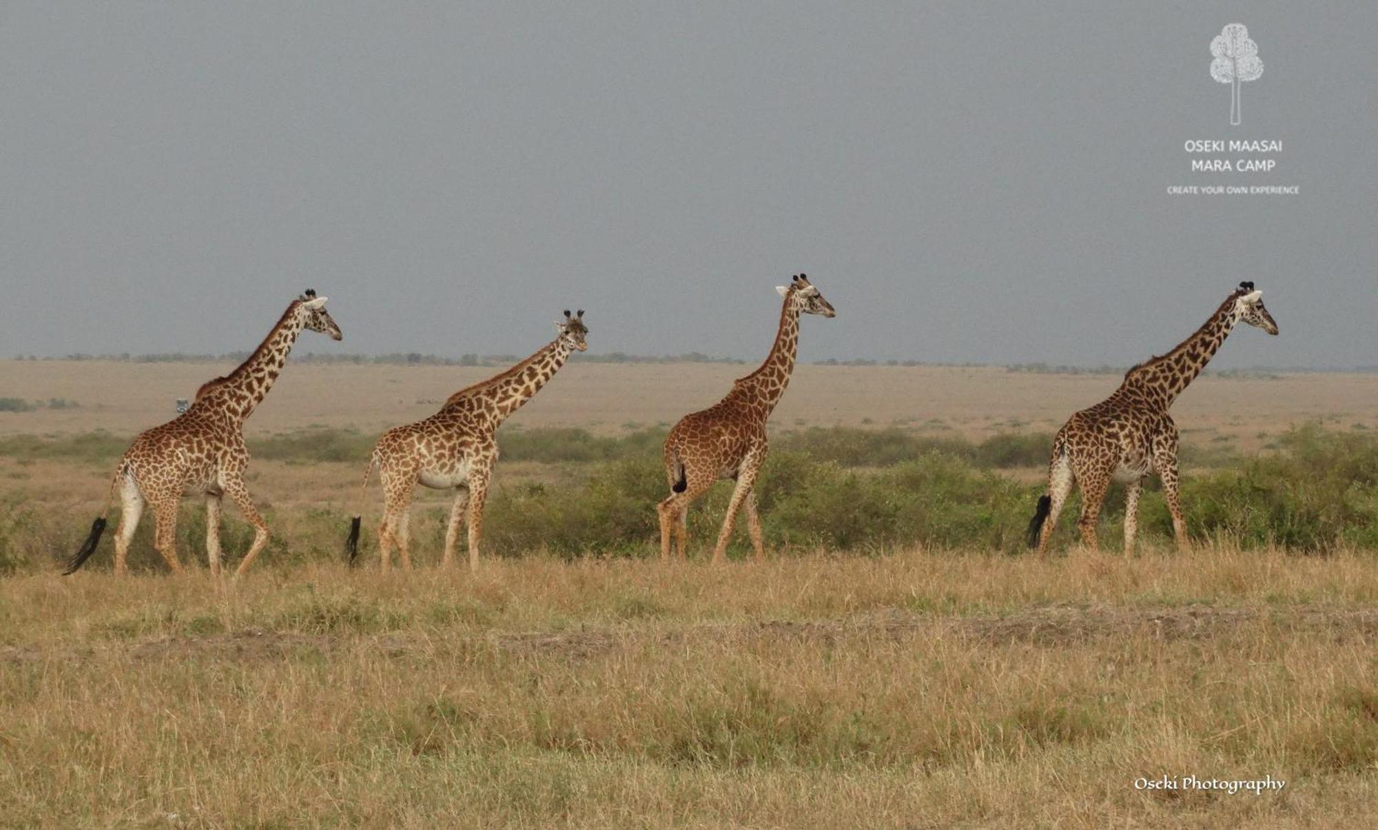 Oseki Maasai Mara Camp Hotel Narok Exterior foto